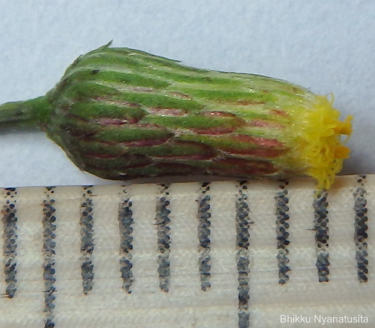 Blumea virens DC.